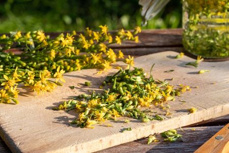 Preparation of homemade tincture from blooming European goldenrod, or Solidago virgaurea plantの写真素材