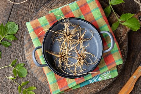 Valerian roots in a pot, with fresh leaves in the backgroundの写真素材