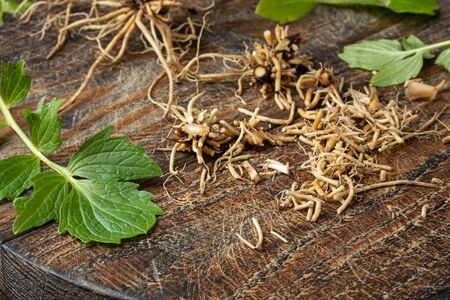 Cut up valerian roots on a wooden table - preparation of herbal tinctureの写真素材