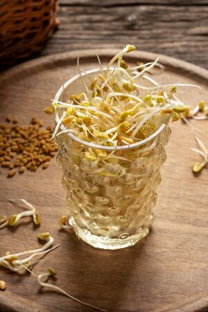 Fresh fenugreek sprouts in a glass and dry seeds in the backgroundの写真素材