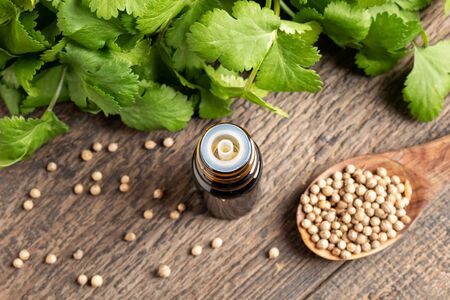 A dark bottle of essential oil with coriander seeds and fresh cilantro leavesの写真素材