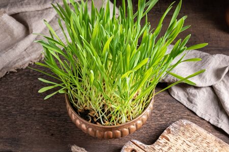 Freshly grown barley grass in a bowl on a table
