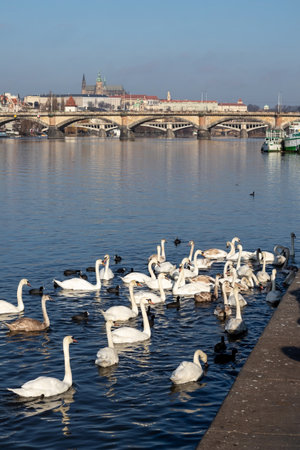 PRAGUE, CZECH REPUBLIC - FEBRUARY 8, 2020: Swan at the Naplavka riverbank, with Prague Castle in the backgroundのeditorial素材