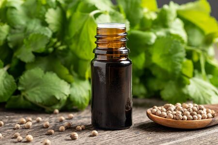 A dark bottle of essential oil with coriander seeds and fresh cilantro leavesの写真素材