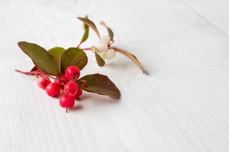 Fresh wintergreen twigs on a white wooden background with copy spaceの写真素材