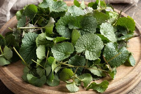 A heap of garlic mustard or Alliaria petiolata young leaves - a wild edible plant collected in early springの写真素材
