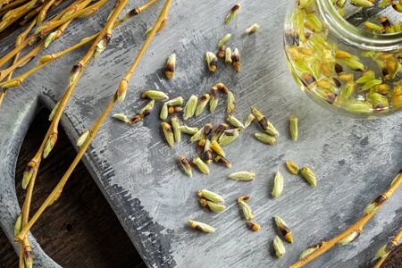 Preparation of a gemmotherapeutic tincture from willow budsの写真素材