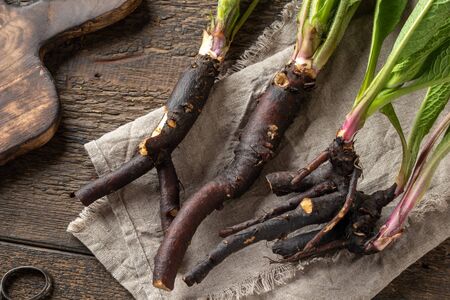 Comfrey root with young leaves collected in spring, on a tableの写真素材