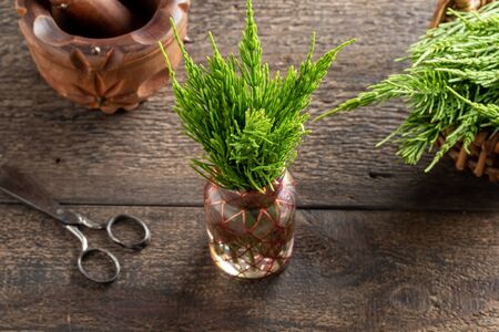 Fresh horsetail twigs in a vase on a tableの写真素材
