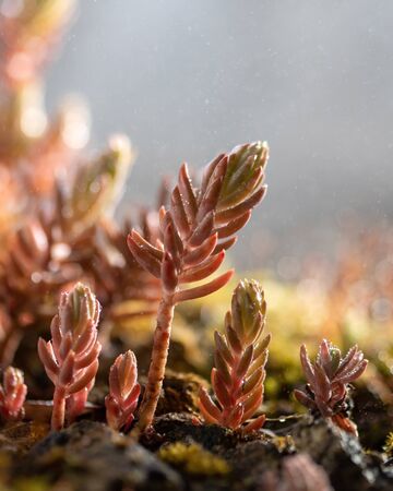 Close up of a fresh sedum plantの写真素材