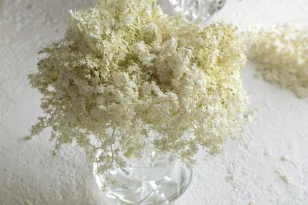 Elder flowers in a vase on a white backgroundの写真素材