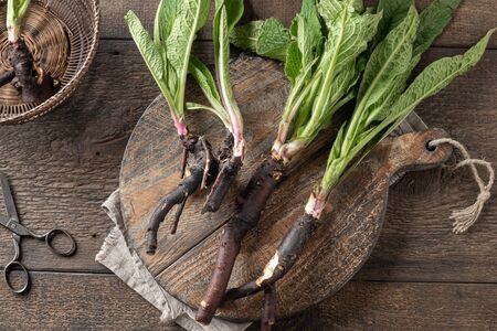 Comfrey root with young leaves, top viewの写真素材