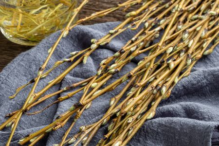White willow branches collected in early spring - a natural alternative to aspirinの写真素材