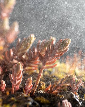 Sedum plant in a heavy rainの写真素材