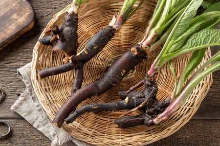 Whole comfrey roots with young leaves collected in spring, in a basketの写真素材