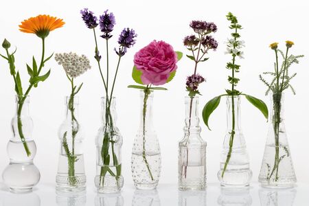 Blooming oregano, basil, santolina, rose de mai and other herbs in glass bottles against a white backgroundの写真素材