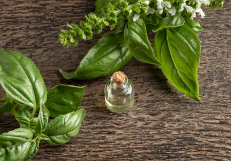 A bottle of essential oil with fresh blooming basil twigs and copy spaceの写真素材