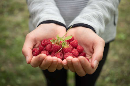 Fresh raspberries in children's hands in a garden