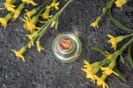 A bottle of essential oil with fresh blooming European goldenrod, or Solidago virgaurea plant on a...
