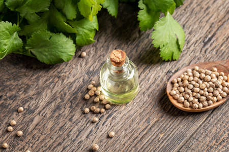 A bottle of essential oil with coriander seeds on a spoon and fresh cilantro leavesの写真素材