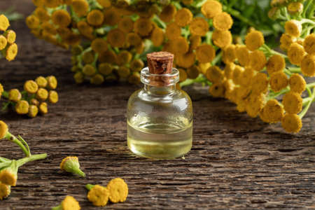 A bottle of common tansy essential oil with blooming Tanacetum vulgare plantの写真素材