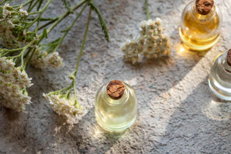 Bottles of essential oil with fresh blooming yarrow twigsの写真素材