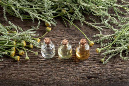 Three bottles of essential oil with fresh Santolina chamaecyparissus twigsの写真素材