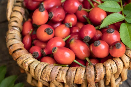 Rose hips with leaves in a basketの写真素材