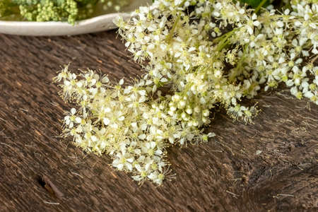 Closeup of fresh blooming meadowsweet plant on a tableの写真素材