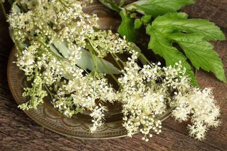 Fresh blooming meadowsweet plant on a tableの写真素材