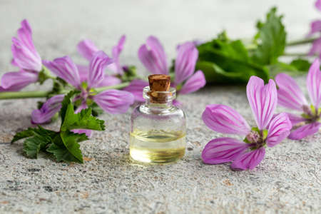 A bottle of essential oil with fresh blooming malva sylvestris plant on a white backgroundの写真素材