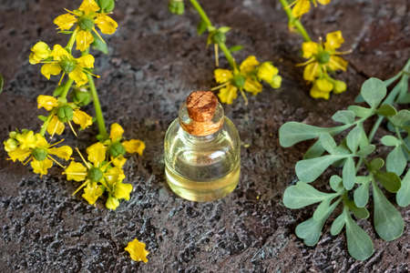 A bottle of essential oil with fresh blooming common rue, or Ruta graveolens plantの写真素材