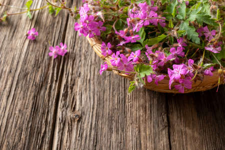 Fresh herb-Robert, or Geranium robertianum plant in a basket on a tableの写真素材