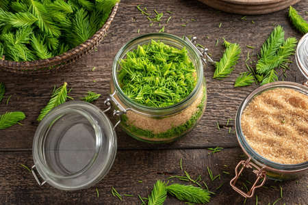 A jar filled with young spruce tips and cane sugar, to prepare homemade syrup against coughの写真素材