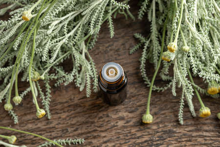 Dark essential oil bottle with fresh blooming Santolina plantの写真素材