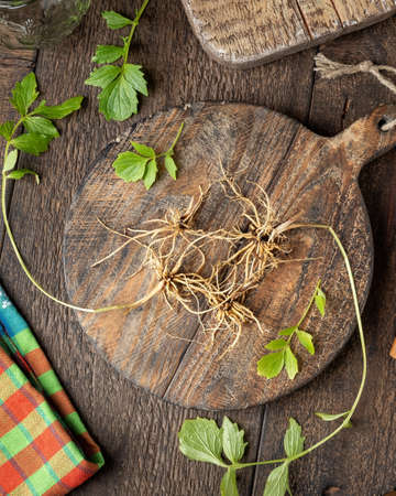 Fresh valerian roots and leaves on a table, top viewの写真素材