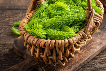 Young spruce tips in a basket, collected to prepare herbal syrupの写真素材