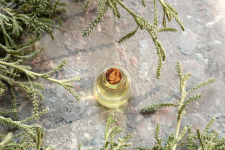 A bottle of essential oil with santolina twigsの写真素材