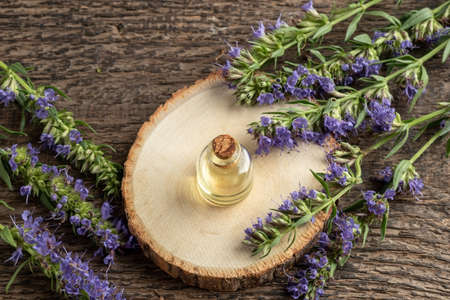 A bottle of essential oil with blooming hyssop plant on a tableの写真素材