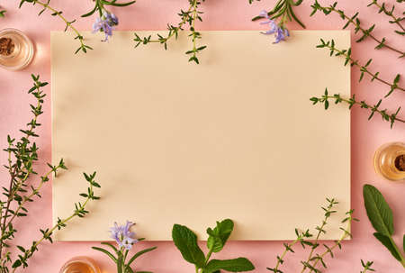 Bottles of essential oil with thyme, peppermint, sage and blooming rosemary on pink paper background with copy spaceの写真素材