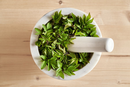 Fresh young ground elder or goutweed leaves in a marble mortar, top view
