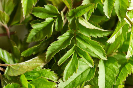 Young ground elder leaves on a table, closeupの写真素材