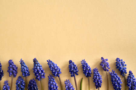 Spring concept with blue muscari flowers on pastel beige background with copy spaceの写真素材