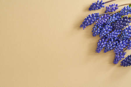 Spring concept with blue muscari flowers on a pastel beige background, with copy spaceの写真素材
