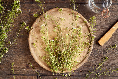 Fresh shepherd's purse on a table - preparation of homemade herbal tincture from medicinal plantsの写真素材