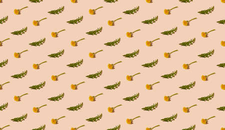 Seamless isometric spring pattern with fresh dandelion flowers and leaves on pastel background. Natural medicine or herbalism concept.の写真素材
