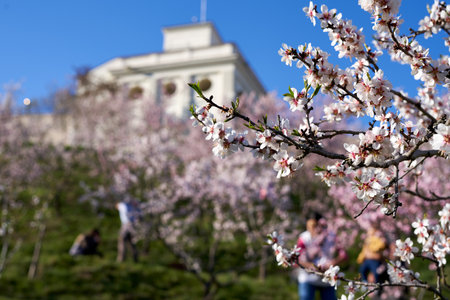 PRAGUE, CZECH REPUBLIC - APRIL 4, 2020: Blooming trees in the Schonbornska garden, with people and the U.S. Embassy in the backgroundのeditorial素材
