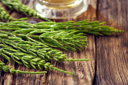 Fresh horsetail or equisetum plant on a tableの写真素材
