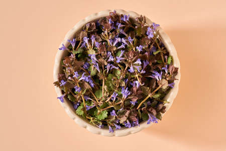 Fresh blooming ground-ivy medicinal plant in a bowl on orange pastel background, top viewの写真素材