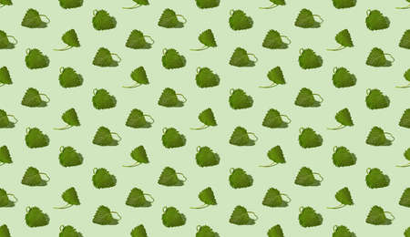 Seamless isometric pattern with fresh wild edible plants - stinging nettle leaves. Herbalism or alternative medicine concept.の写真素材